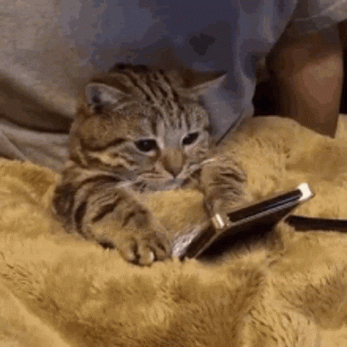 In Bed GIF by memecandy - Find & Share on GIPHY