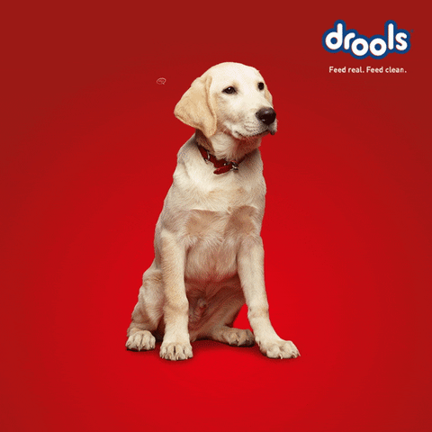 Drools India GIF
