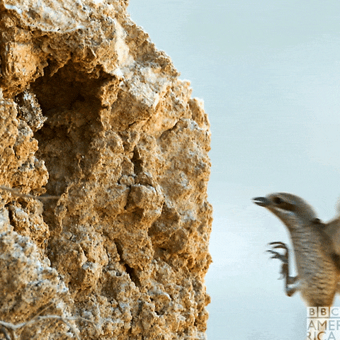 giphy-downsized-large.gif