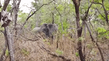 for91days africa safari ghana elefanten GIF