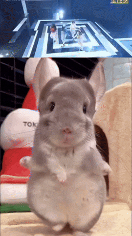 Chinchilla Sue GIF