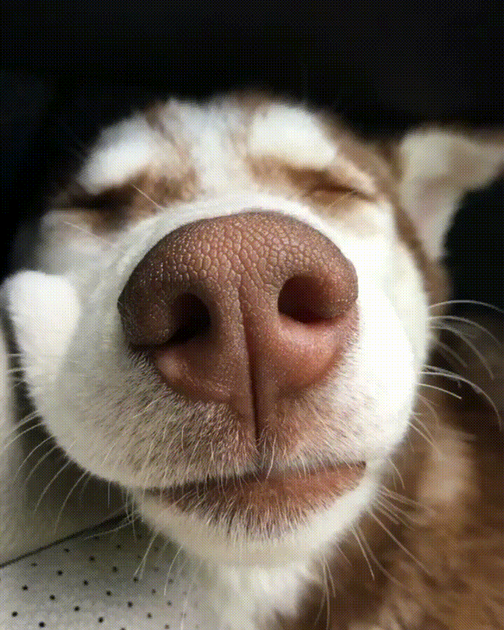 Boopable GIFs - Get the best GIF on GIPHY
