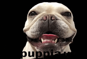 Puppiauy bulldog perros mascotas puppia GIF