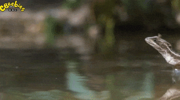 Bbc Water GIF by CBeebies HQ
