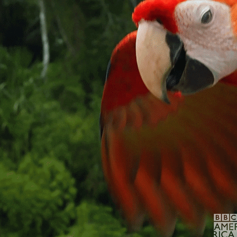Parrot-flying GIFs - Get the best GIF on GIPHY