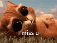 I Miss You Cat GIFs