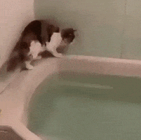 Cat Wow GIF by JustViral