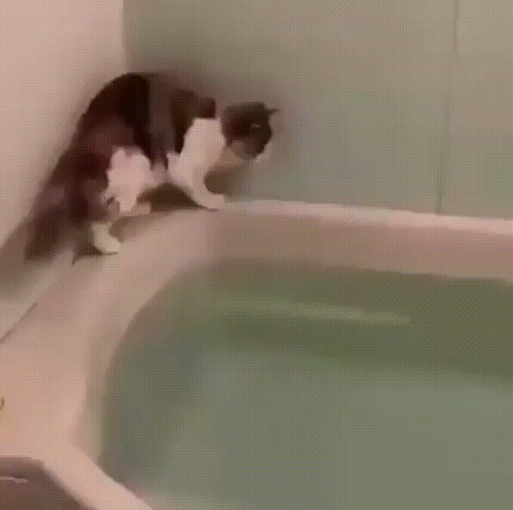 Cat Wow GIF by JustViral - Find & Share on GIPHY
