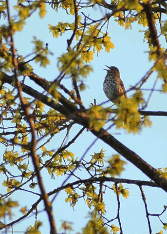 song thrush bird GIF by Head Like an Orange by headlikeanorange