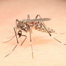 Aedes Aegypti Blood GIF - Find & Share on GIPHY