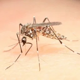 Aedes Aegypti Blood Gif