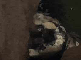 Turtle Omg GIF by California Academy of Sciences