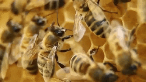 Nat Geo Dzika pszczoła nat geo dzika pszczoła miodna GIF