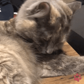Cat Lick GIF by pawsr
