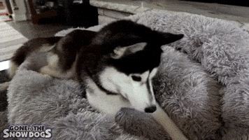 Siberian mouse naked gifs - corporationgugl