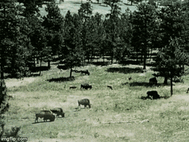 1950s bison GIF by History Colorado