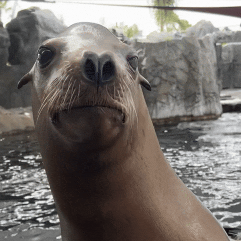 Sea Lion Smile GIF by Aquarium of the Pacific