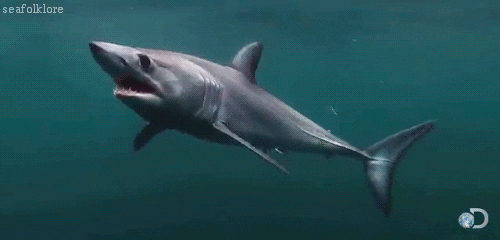 Image result for shark gif