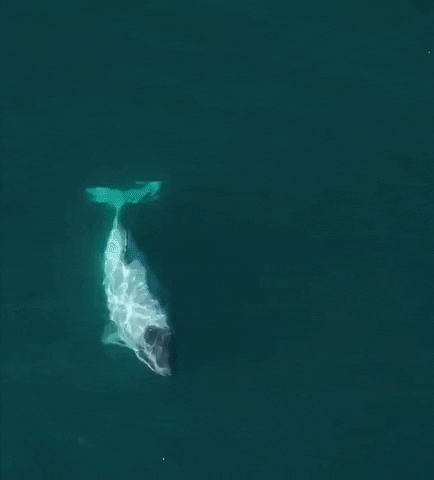 Ocean Swimming GIF by Storyful