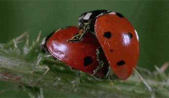 Video gif. Two ladybugs mating on a leaf. One ladybug is perched on the other and it looks like it's shaking its body side to side.
