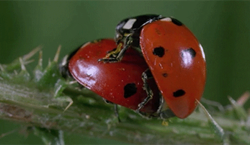Insect Love GIF - Find & Share on GIPHY