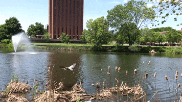 heron campus pond GIF by UMass Amherst