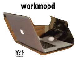 Cat Work Sticker by Workhall Coworking