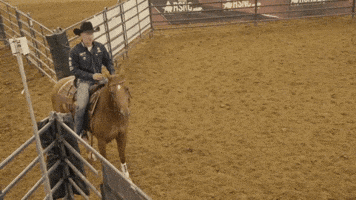 GIF by Horse&Rider Magazine