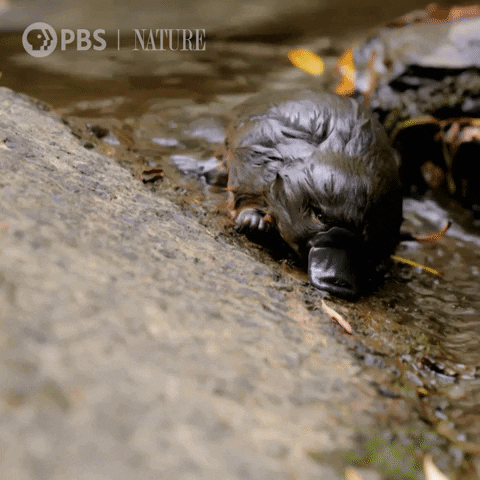 Baby Platypus GIF by Nature on PBS