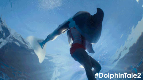 dolphin tale 2 swimming GIF