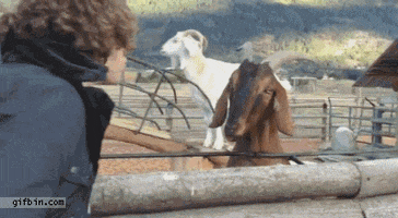 Goat Surprise animated GIF