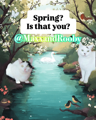 White Cats Cat GIF