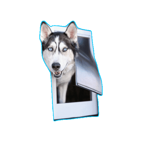 PetSafe Sticker