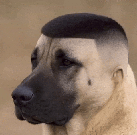 6 7 Dog GIF