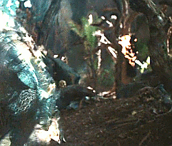 predator