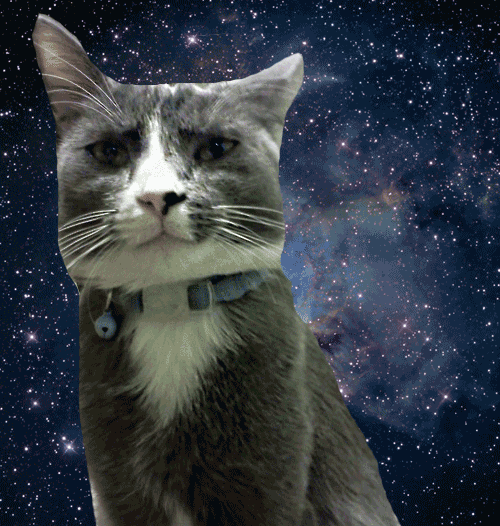 sad space cat GIF