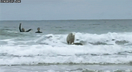 water surfing GIF by Cheezburger