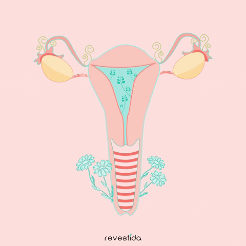 GIF by Revestida