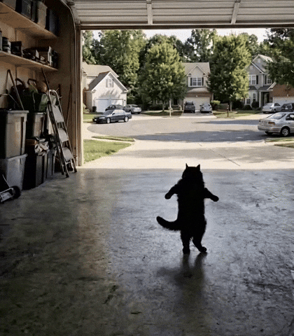 Mr Whiskers Dancing GIF
