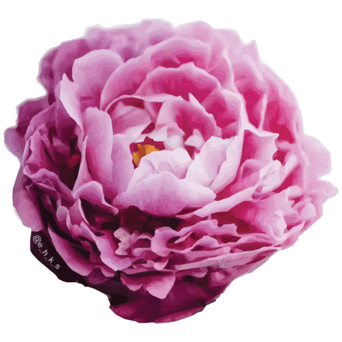 Pink Sticker