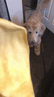 Dog Jump GIF by Super Chill Paws