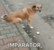 Animation GIF