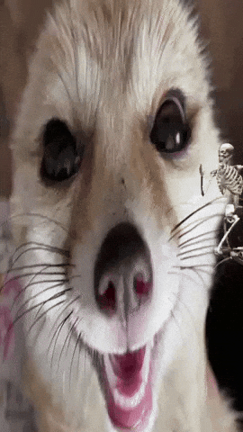 Fennec Fox Skeleton GIF