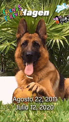 Dog GIF