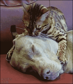 Cat Dog GIF