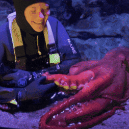 Octopus GIF by Aquarium of the Pacific