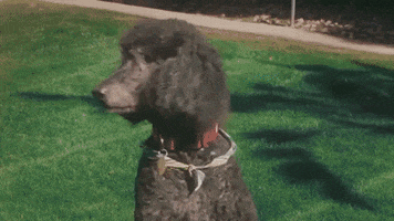 Palm Springs Poodle GIF by EMPIRE