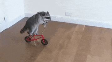 Bicycle Raccoon GIF by Electric Cyclery