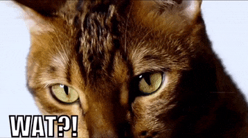 Bengal Cat Meme GIF