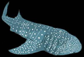 Orejademar shark marine tiburon marino GIF